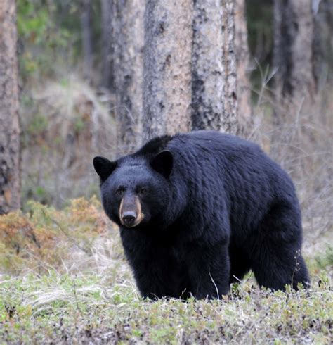 Animals - Coniferous Forests