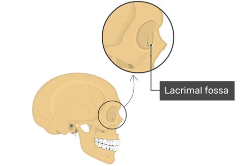 Lacrimal Bone Anatomy | GetBodySmart