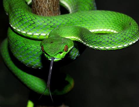 CHINESE GREEN TREE VIPER LIFE EXPECTANCY