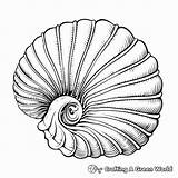 Nautilus Coloring Pages  Free & Printable sketch template