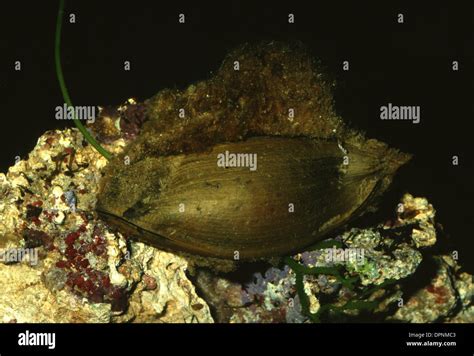 Egg of coral catshark (Atelomycterus marmoratus), Scyliorhinidae Stock Photo - Alamy