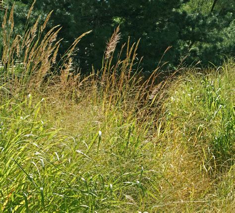 Tallgrass Prairie Grass Mix - Holland Wildflower Farm