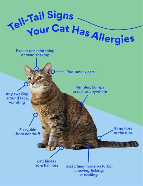Cat Allergy Medicine: What Can I Give My Cat for Allergies? | BeChewy