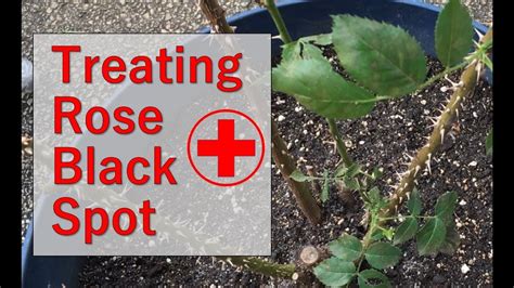 Tips for Treating Rose Bush For Black Spot Fungus - YouTube