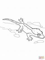 Crested Gecko coloring page  Free Printable Coloring Pages sketch template