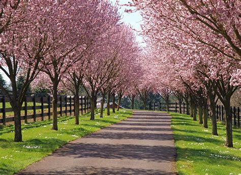 tree lined driveway ideas - Iniquitous Webzine Picture Library