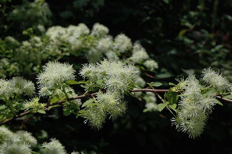 Alabama Snow Wreath (Neviusia alabamensis) in Raleigh Chapel Hill Durham Apex Holly Springs RTP ...