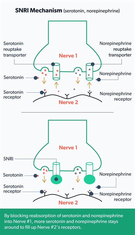 SNRIs: What Are They, Uses, Side Effects, and Risks | Ro