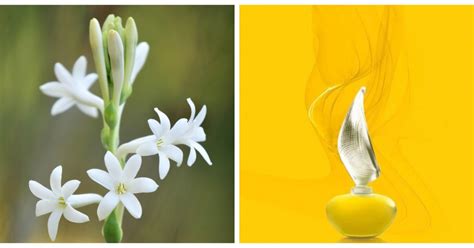 Shalini by Shalini: A Chameleon Tuberose Perfume ~ Fragrance Reviews