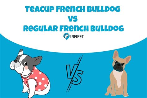 Teacup French Bulldog vs Regular French Bulldog - Key Differences and Considerations