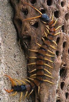 ˚Centipede | Centipede, Desert animals, Pictures of insects