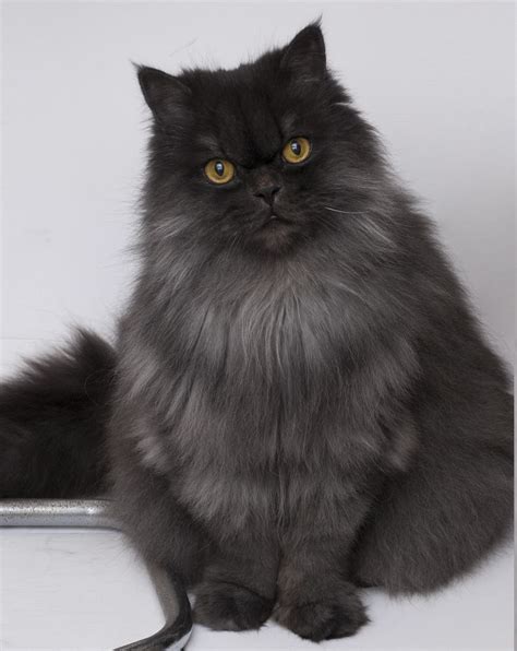 Black Himalayan Persian Cat