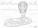 King Cobra Snake Drawings Sketch Coloring Page sketch template