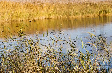 Wetlands Conservation Photograph by Susan Daniels - Fine Art America