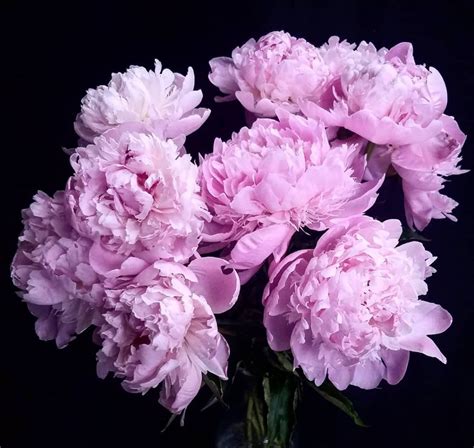 Peony flower meaning, history, and other interesting facts