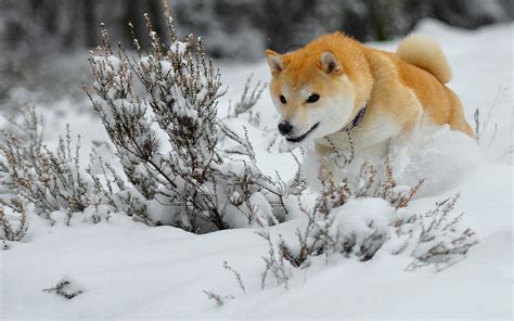 animaux chien