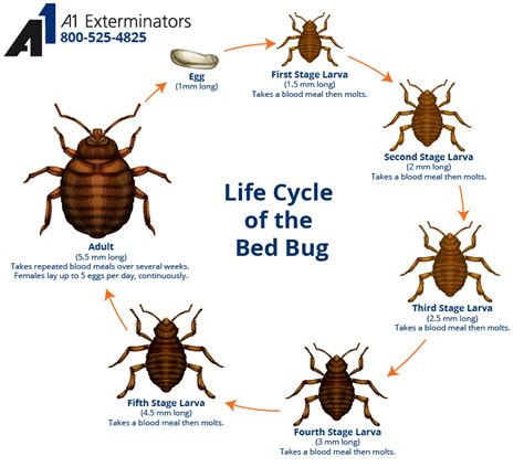 termite life cycle stages - Britney Bernstein