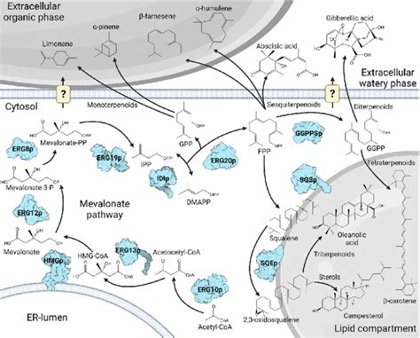 The mevalonate pathway and examples of terpenoids produced by... | Download Scientific Diagram