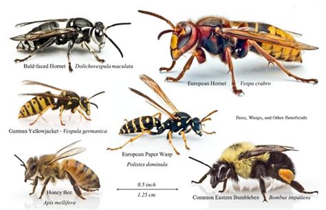 Hornets, Wasps, or Bees? Stinging Insects in North Carolina