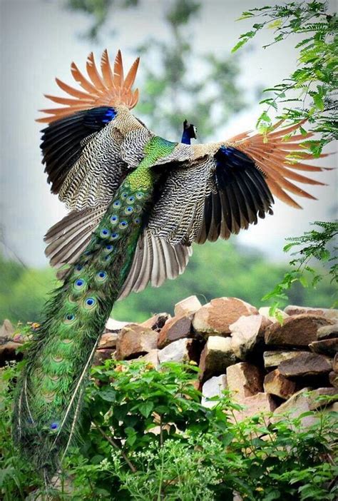 Flying peacock --seeking attribution | Beautiful birds, Colorful birds, Animals beautiful