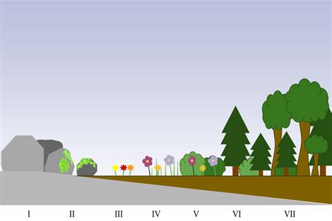 Primary Succession Definition and Examples