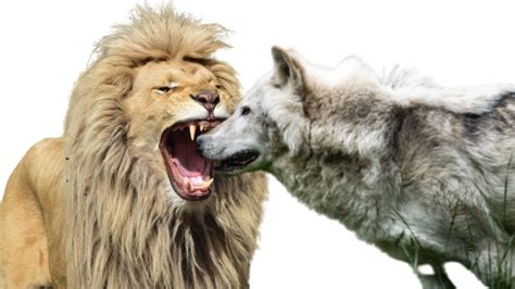 Lion vs Wolf Fight Who Would Win - YouTube