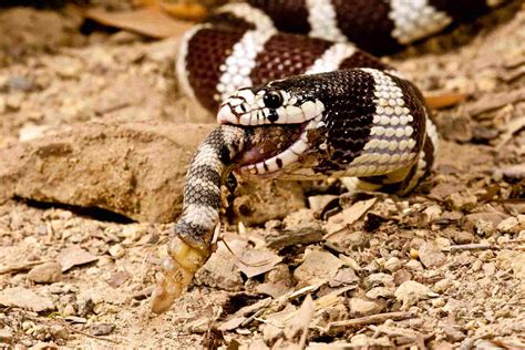How to Get Rid of Snakes Naturally
