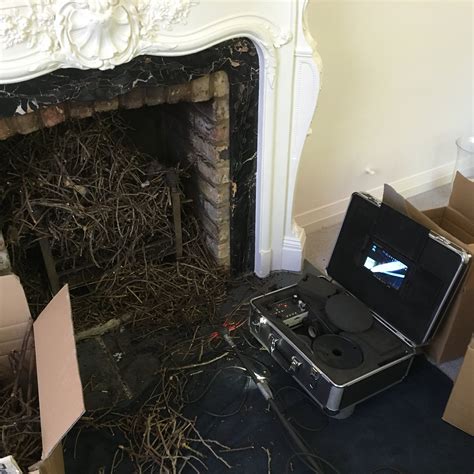 Birds Nesting In Chimneys | Sweepsmart