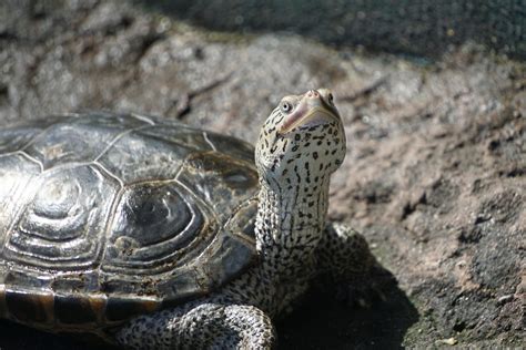 Ask an Expert: Shine Bright Like a Diamondback Terrapin | South Carolina Aquarium