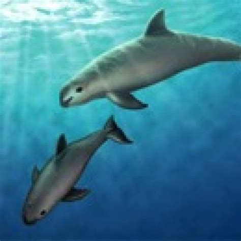 Vaquita Porpoise Communication - Nancy Windheart