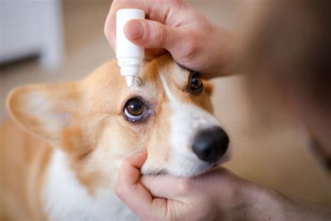 Eye Drops for Dogs | South Florida Vets