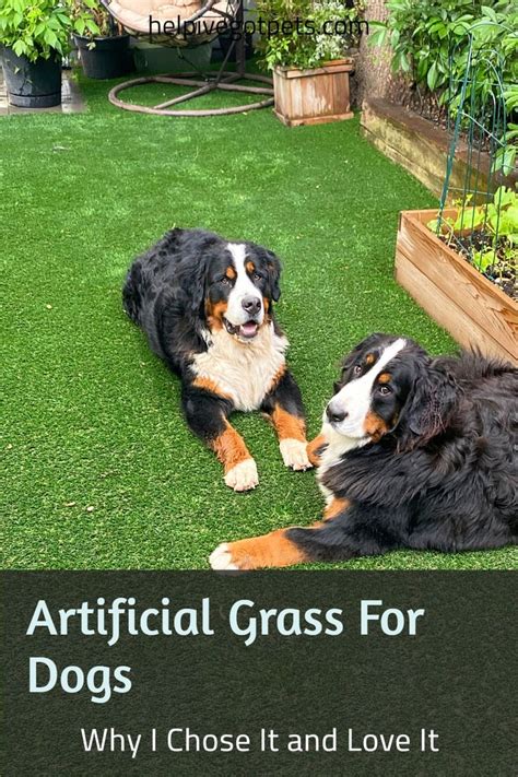 Artificial Grass For Dogs | Artificial grass for dogs, Artificial grass backyard, Synthetic ...