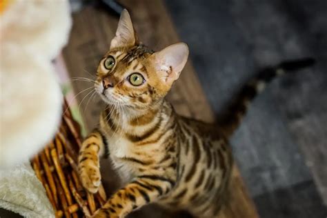 Can Bengal Cats Have Stripes: The Distinct Appearance of a Bengal Cat ...