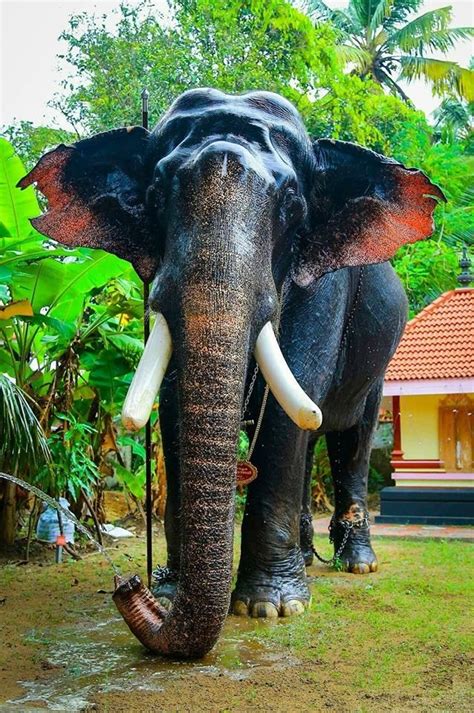 Kerala Elephants Images | Kerala elephants wallpapers HD | Kerala elephant photos and names