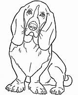 Beagle Coloring Pages  Free Printable For Kids sketch template