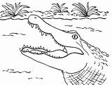 Alligator Crocodile Coloring Pages sketch template