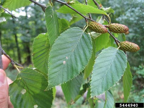 Meet A Tree: The Sweet Birch or Cherry Birch - Betula lenta