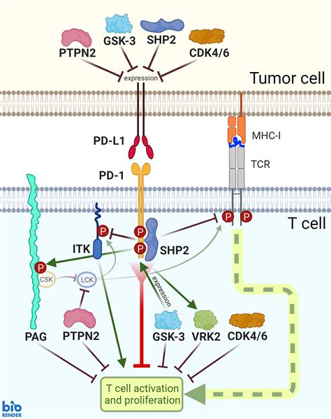 Frontiers | Combination Approaches to Target PD-1 Signaling in Cancer