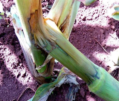 Maize stem diseases - Cropserve