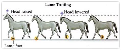 Lameness evaluation in horses – Large Animal Surgery – Supplemental Notes