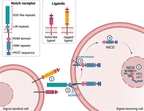 Notch structure and signaling pathway overview. Notch signaling starts... | Download Scientific ...