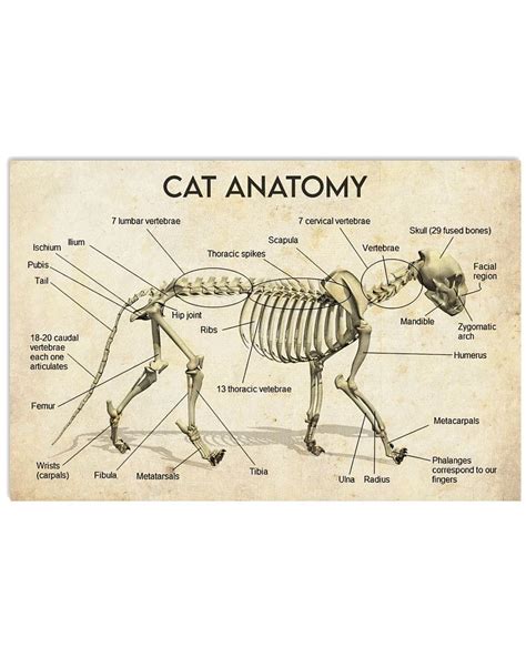 Cat Toe Anatomy | tunersread.com