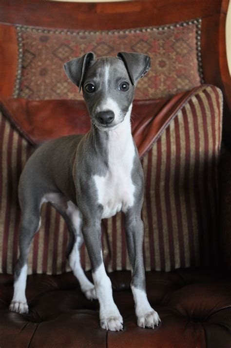 12 Reasons Why You Should Never Own Whippets