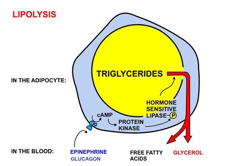 9.2: 9.2-Mobilization of Triacylglycerols - Chemistry LibreTexts