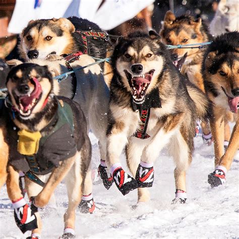 How Many Dogs Make Up A Sled Team