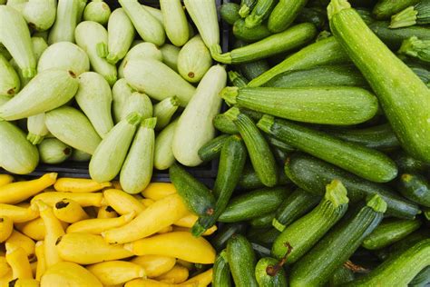 CSA Shares: Summer Squash