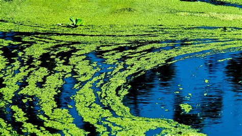 Health dept. says avoid portions of Shenandoah River, Lake Anna due to harmful algae blooms