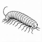 Download Educational Drawing Of A Centipede Coloring Pages Online  sketch template