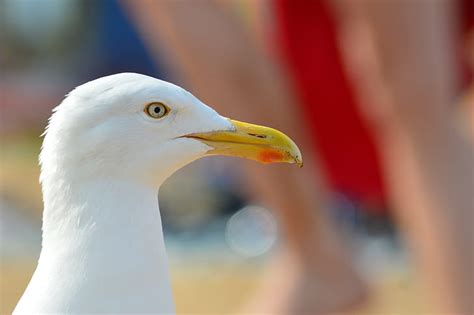 Royalty-Free photo: White seagull | PickPik