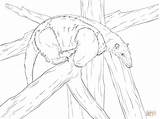 Southern Tamandua coloring Page  Free Printable Coloring Pages sketch template